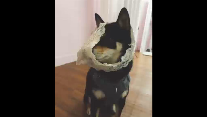 99精品免费欧美成人小视频-最近更新中文字幕版?视频高清在线观看